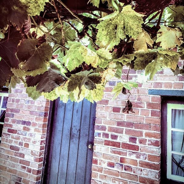 Doorway with vines